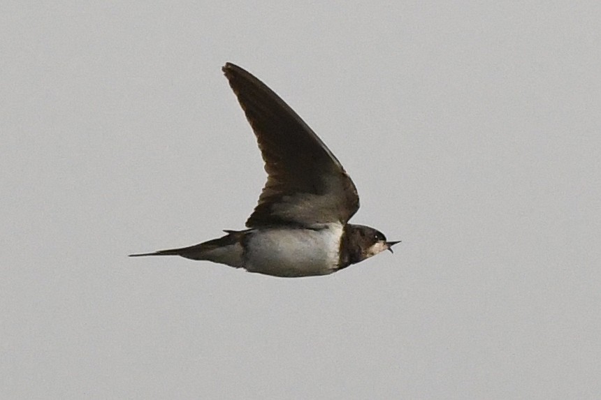 Barn Swallow - ML645167783