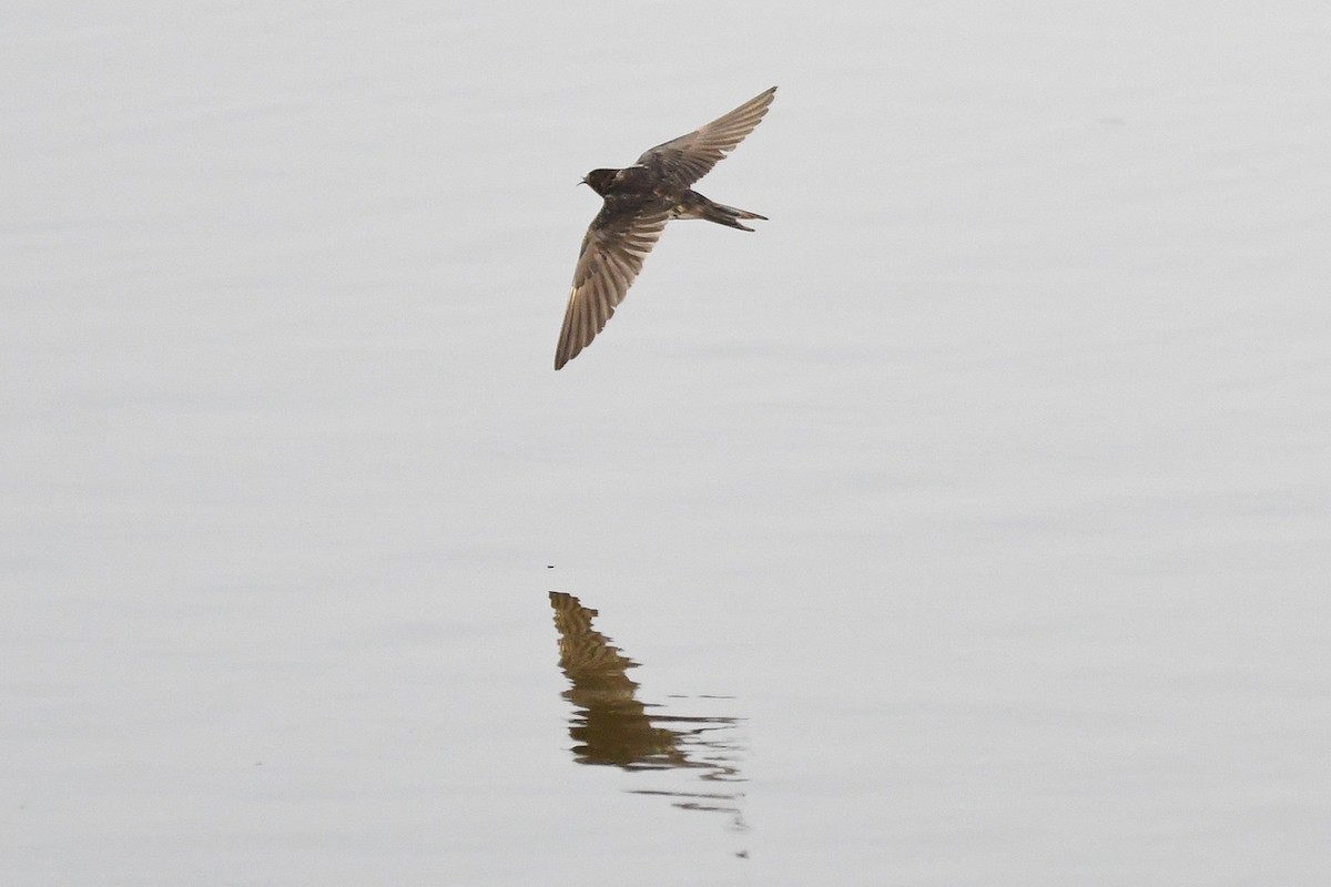 Barn Swallow - ML645167784