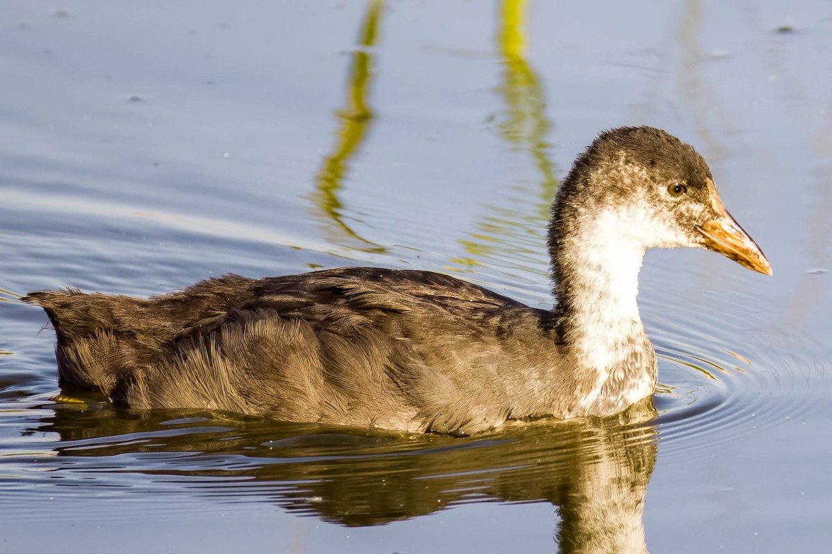 Eurasian Coot - ML645167785