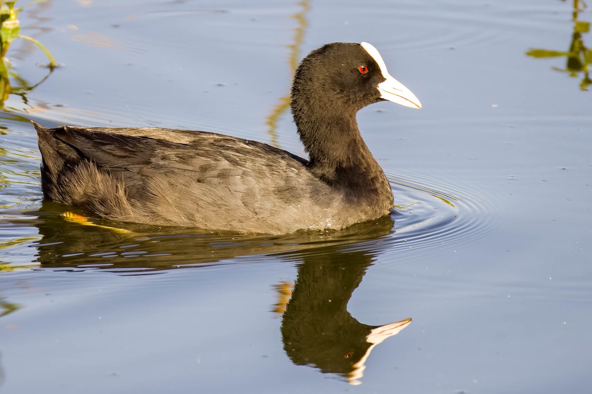 Eurasian Coot - ML645167786