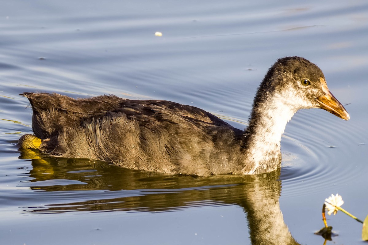 Eurasian Coot - ML645167787