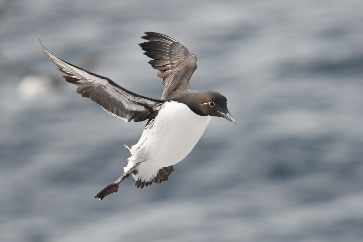 Common Murre - ML645167788