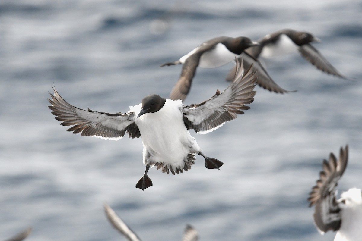 Common Murre - ML645167790