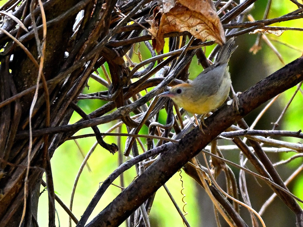 Rufous-fronted Babbler - ML645167792