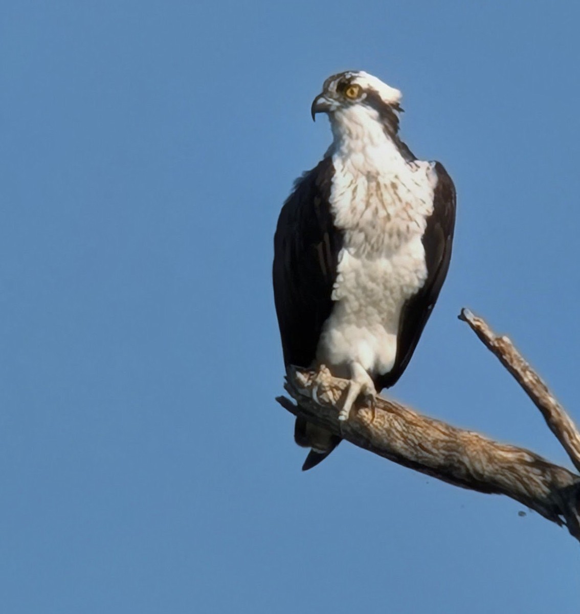 Osprey - ML645167793