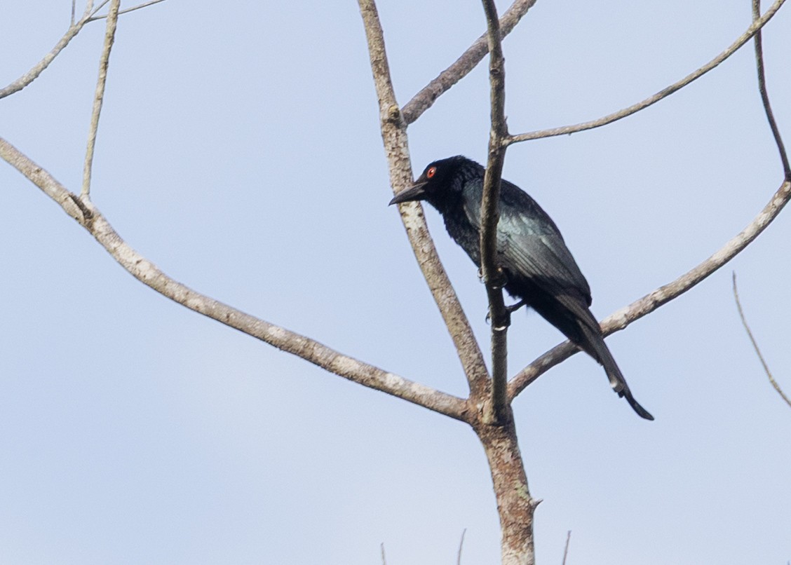 Spangled Drongo - ML645167795