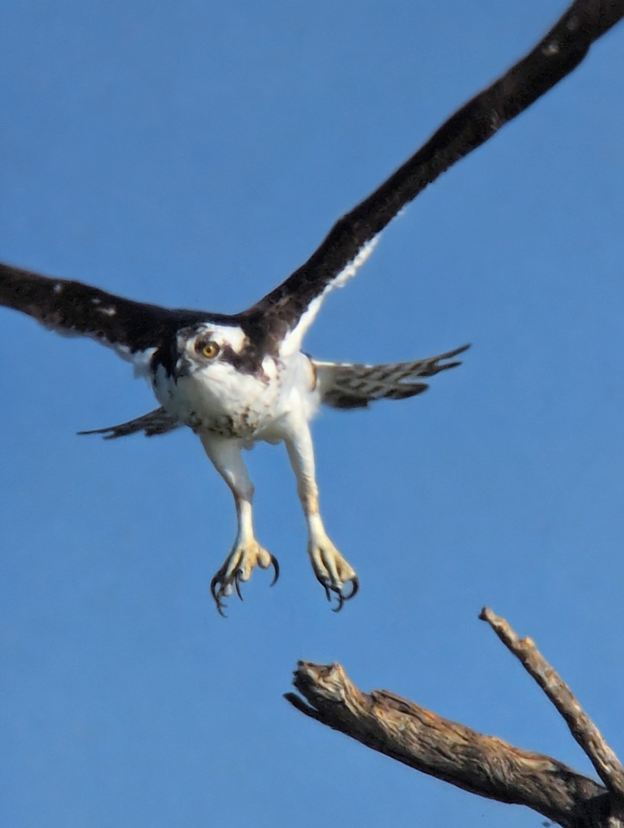Osprey - ML645167796
