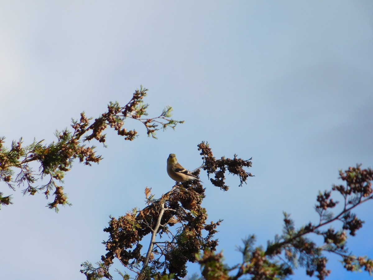American Goldfinch - ML645167802