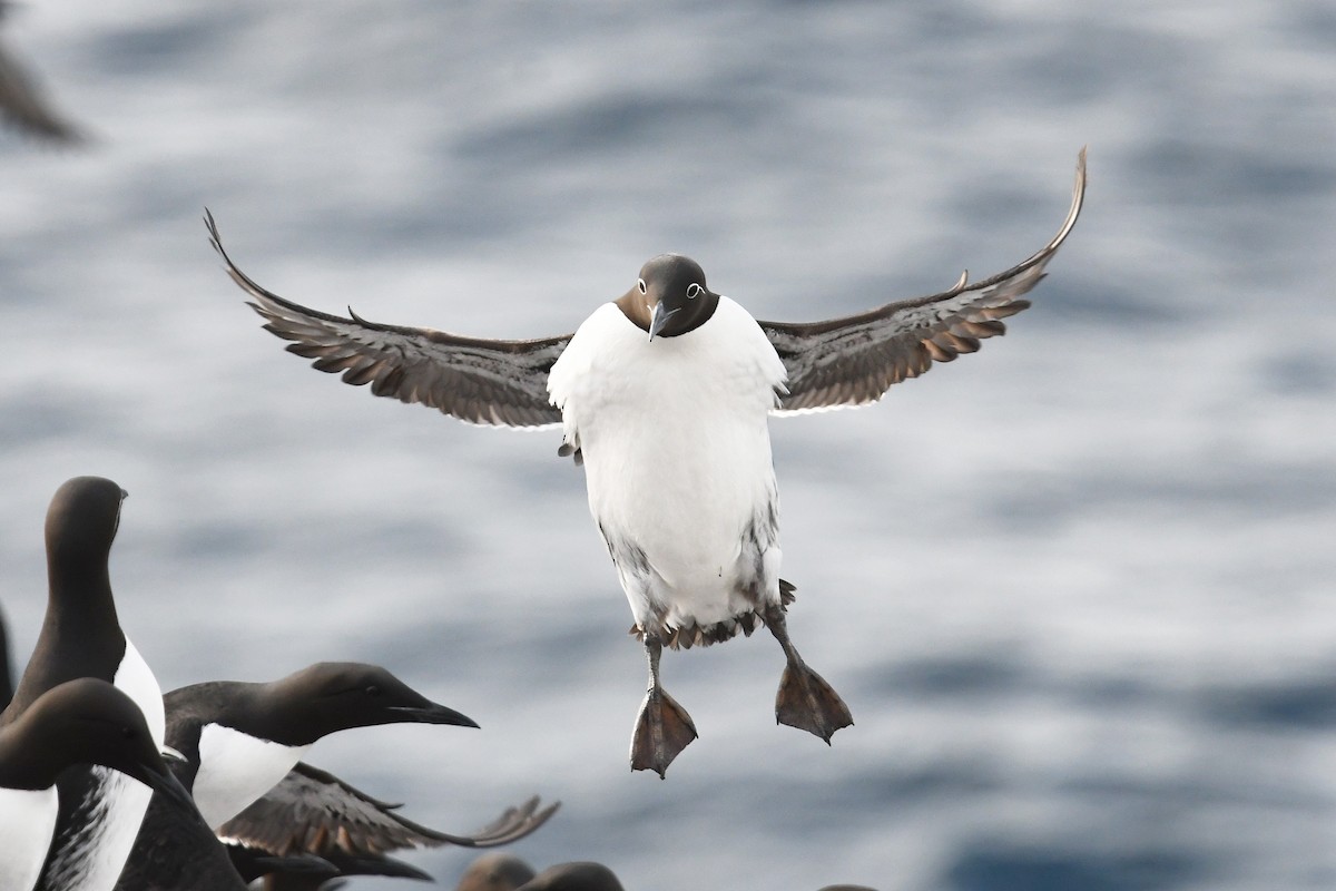 Common Murre - ML645167803