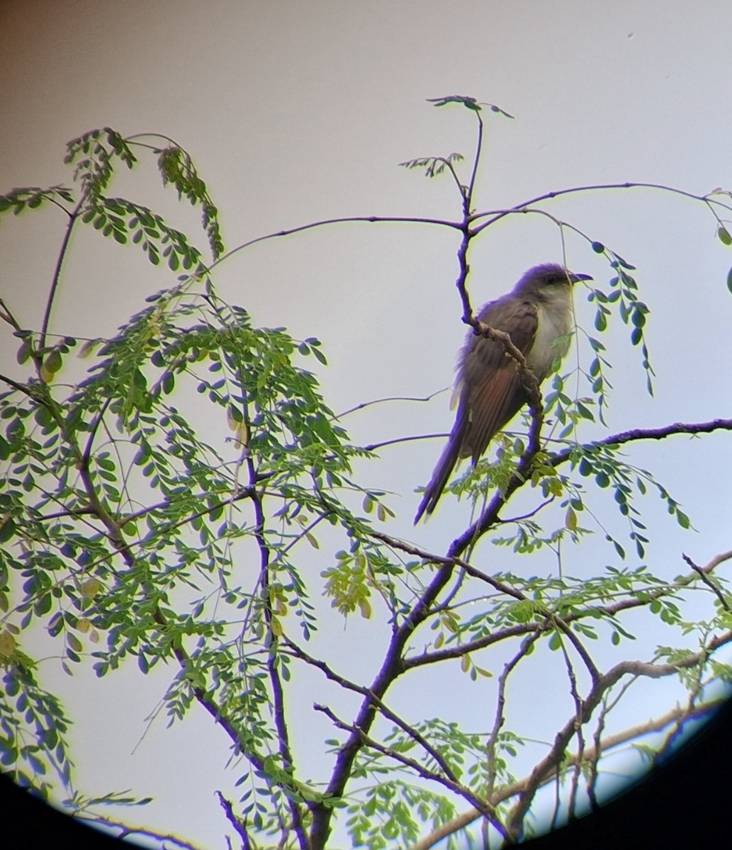 Yellow-billed Cuckoo - ML645167804