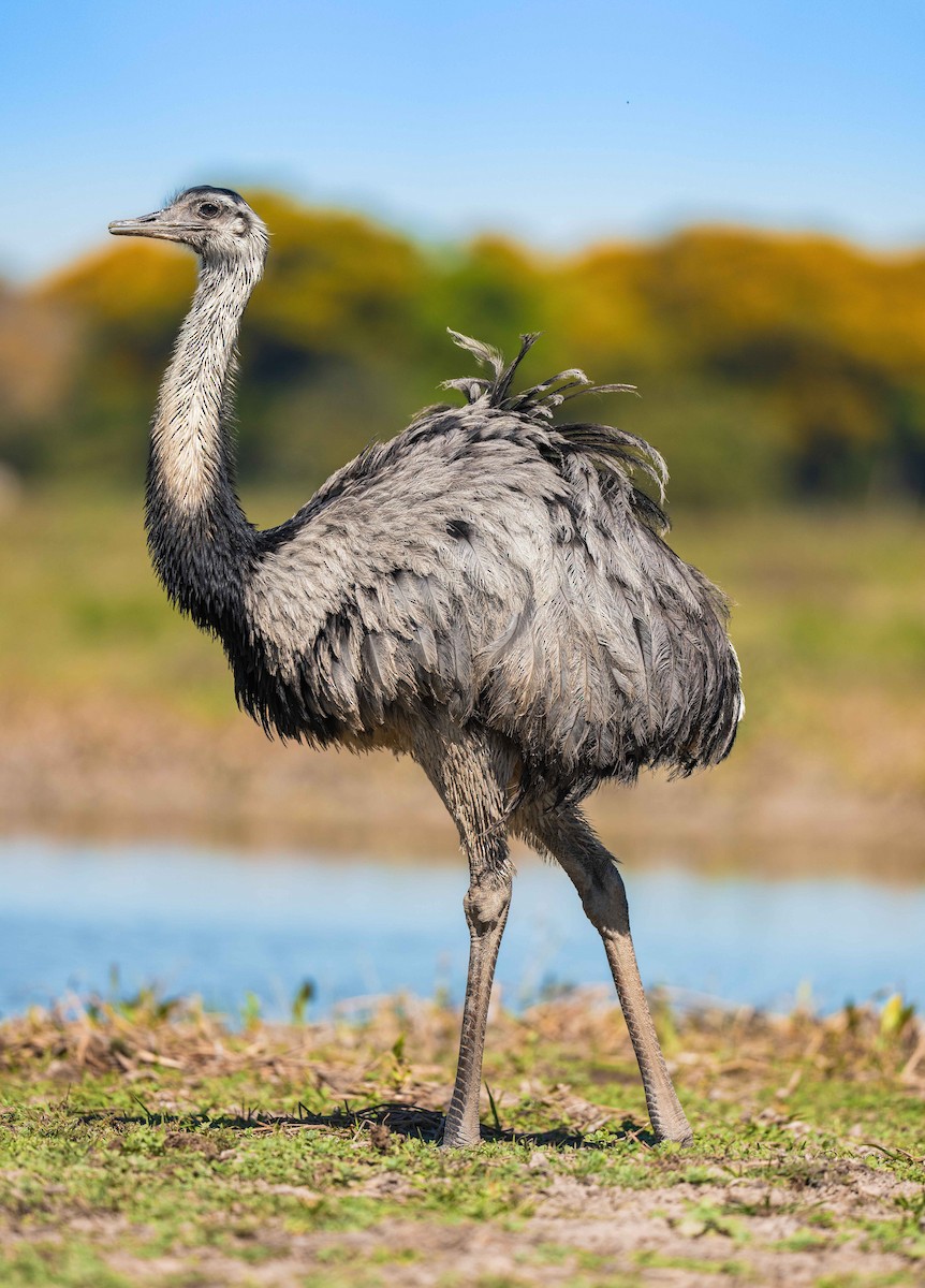 Greater Rhea - ML645167805