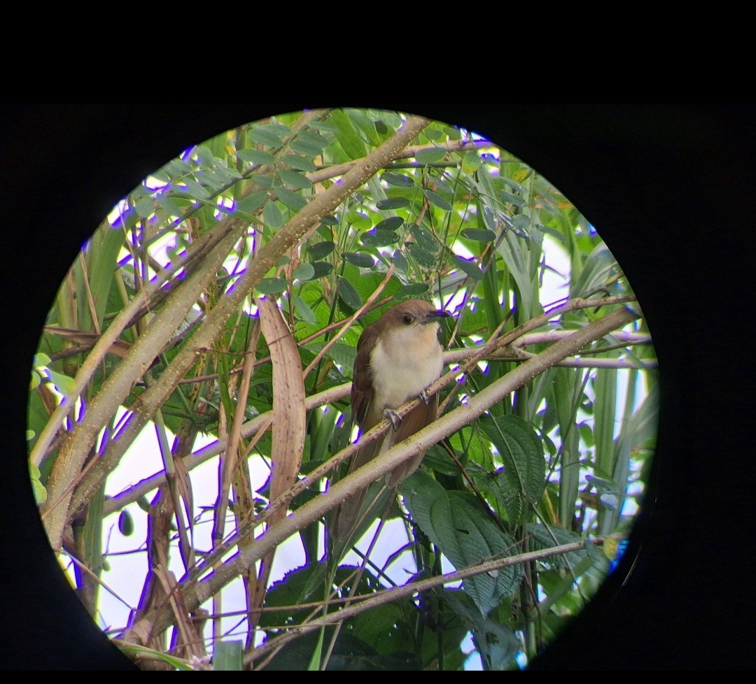 Black-billed Cuckoo - ML645167809