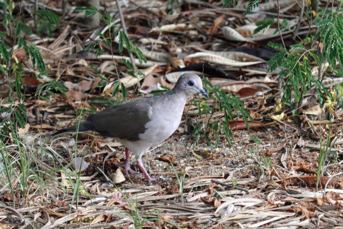 ミミグロバト - ML645167818