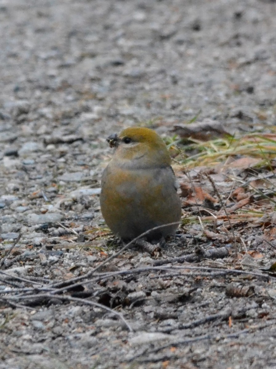 Hakengimpel - ML645167822