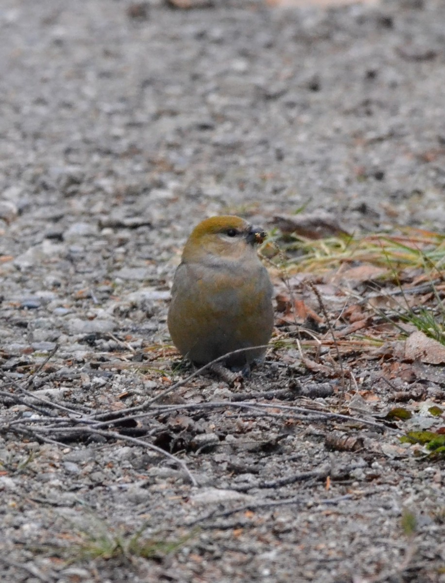 Hakengimpel - ML645167823