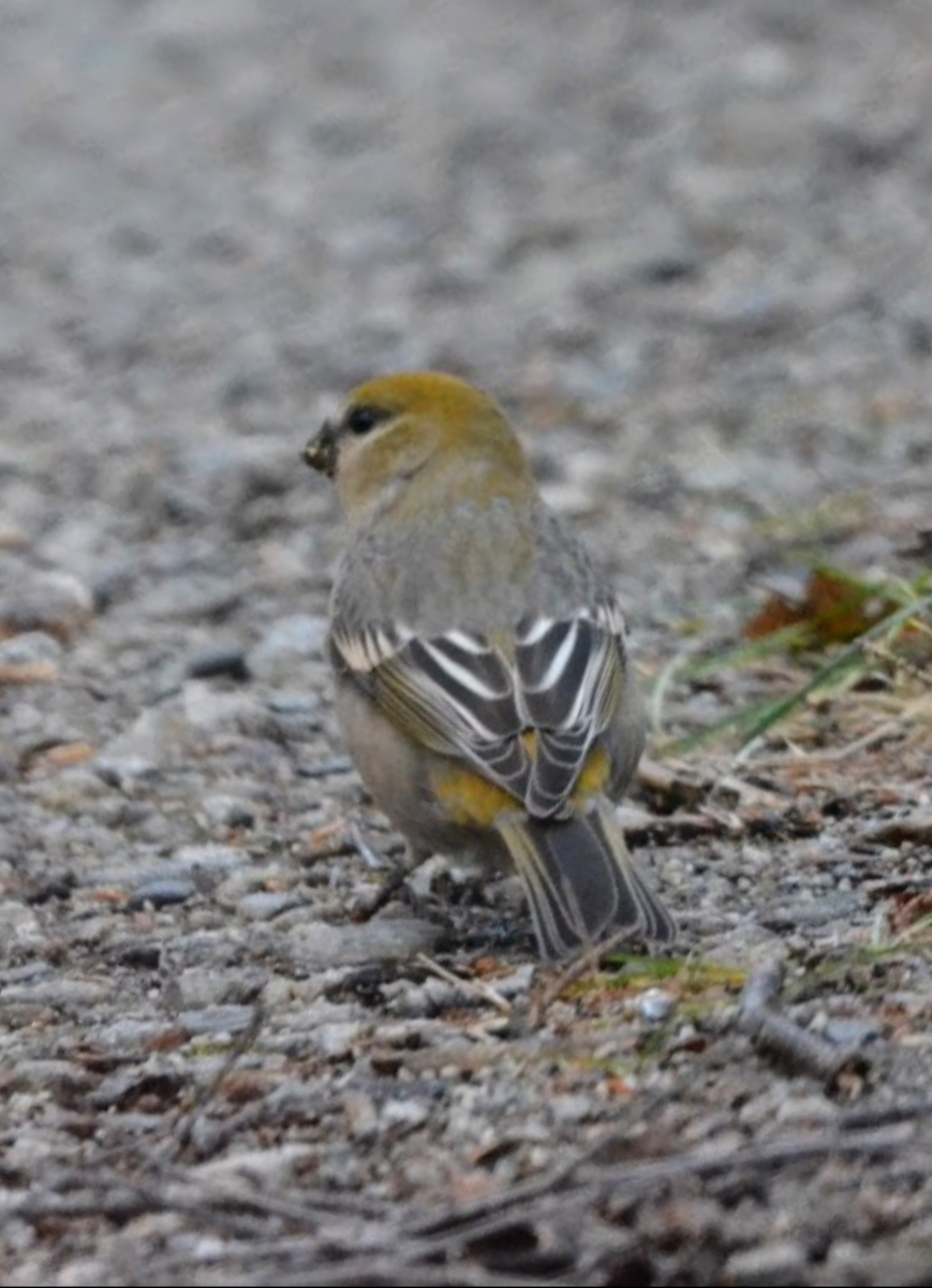 Hakengimpel - ML645167825