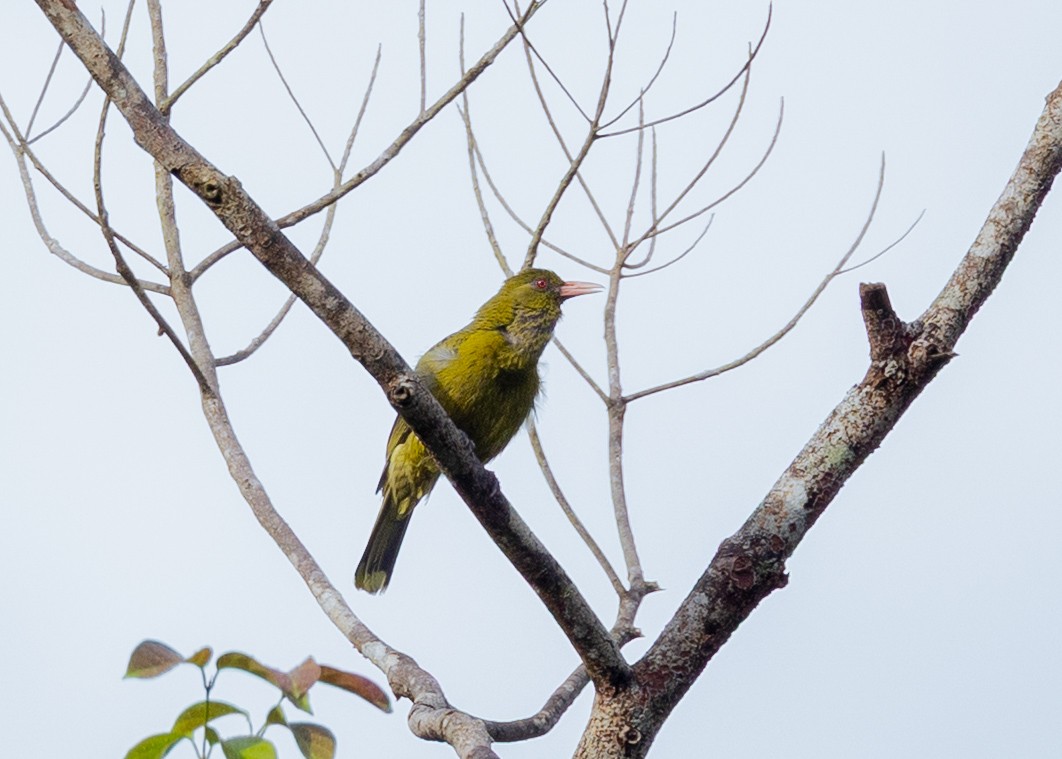 žluva žlutozelená - ML645167831