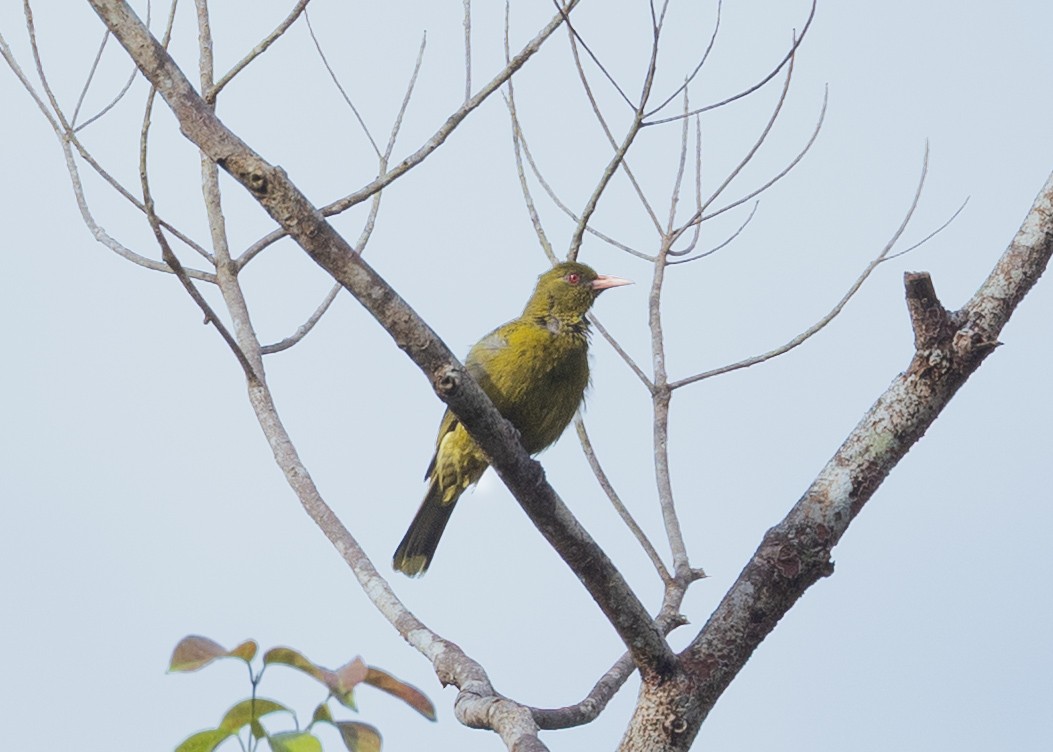 žluva žlutozelená - ML645167832