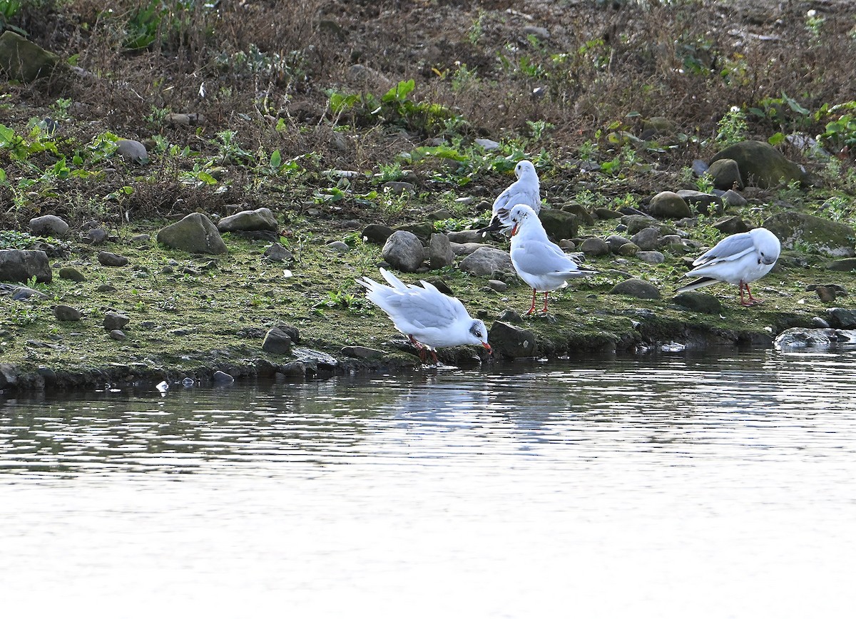 Mediterranean Gull - ML645167833