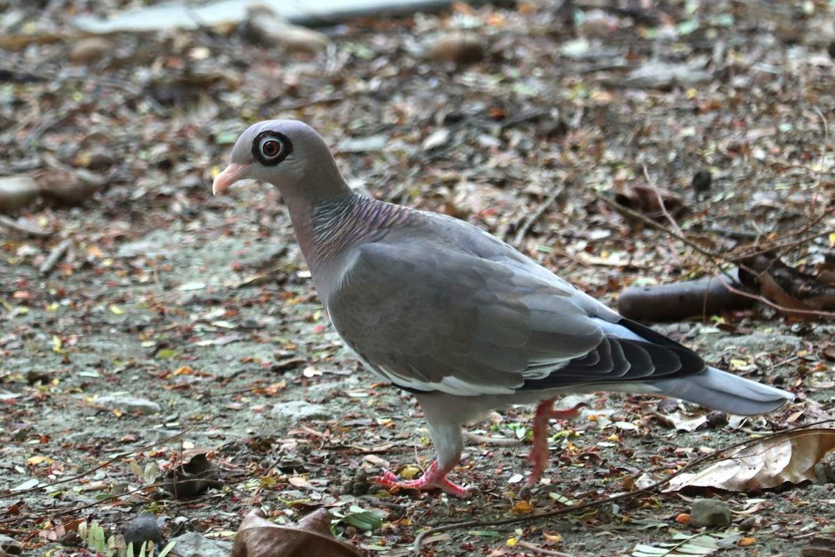 アオメバト - ML645167836