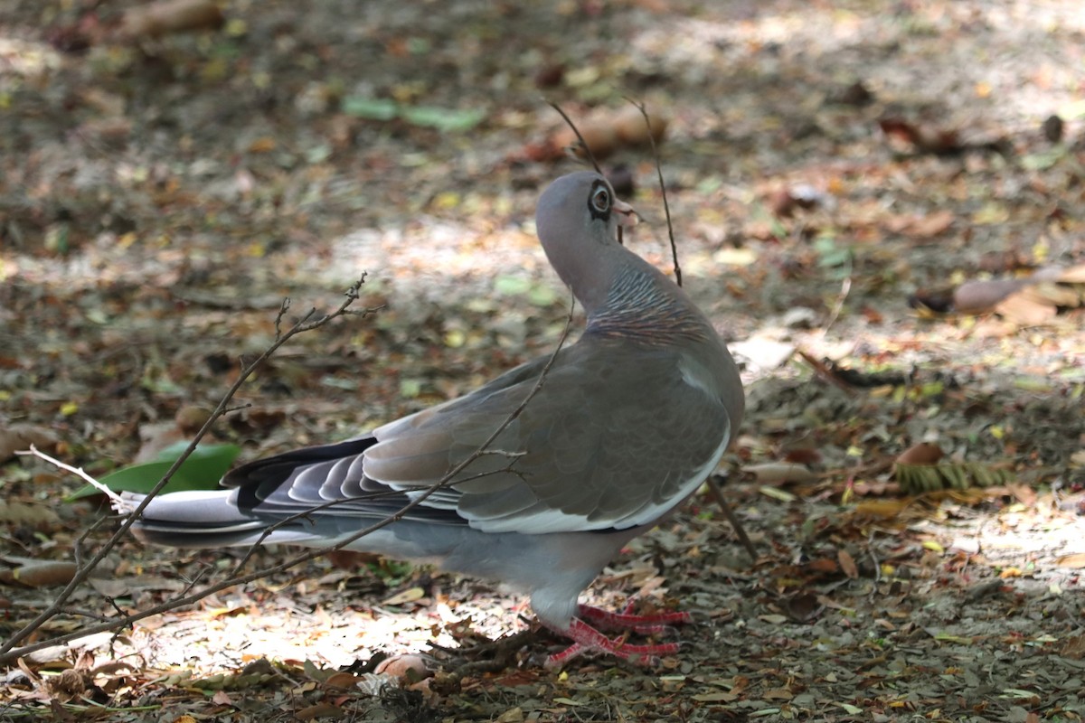 アオメバト - ML645167837