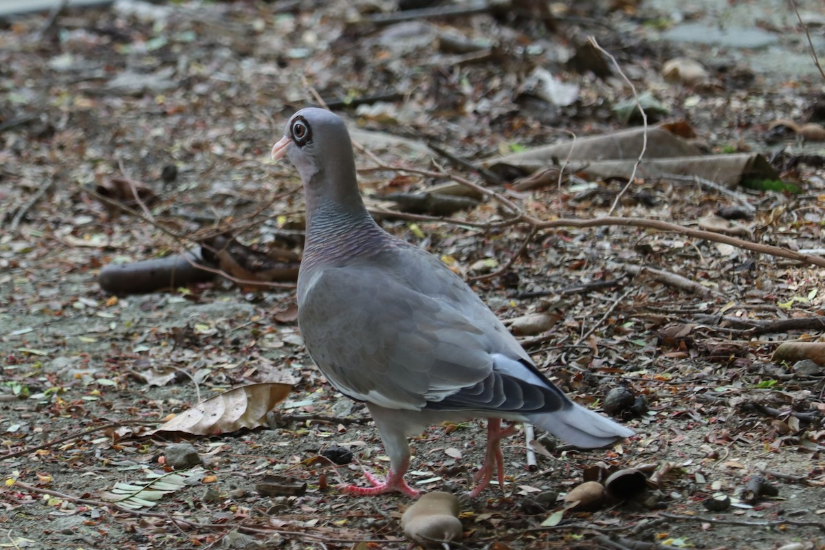 アオメバト - ML645167838