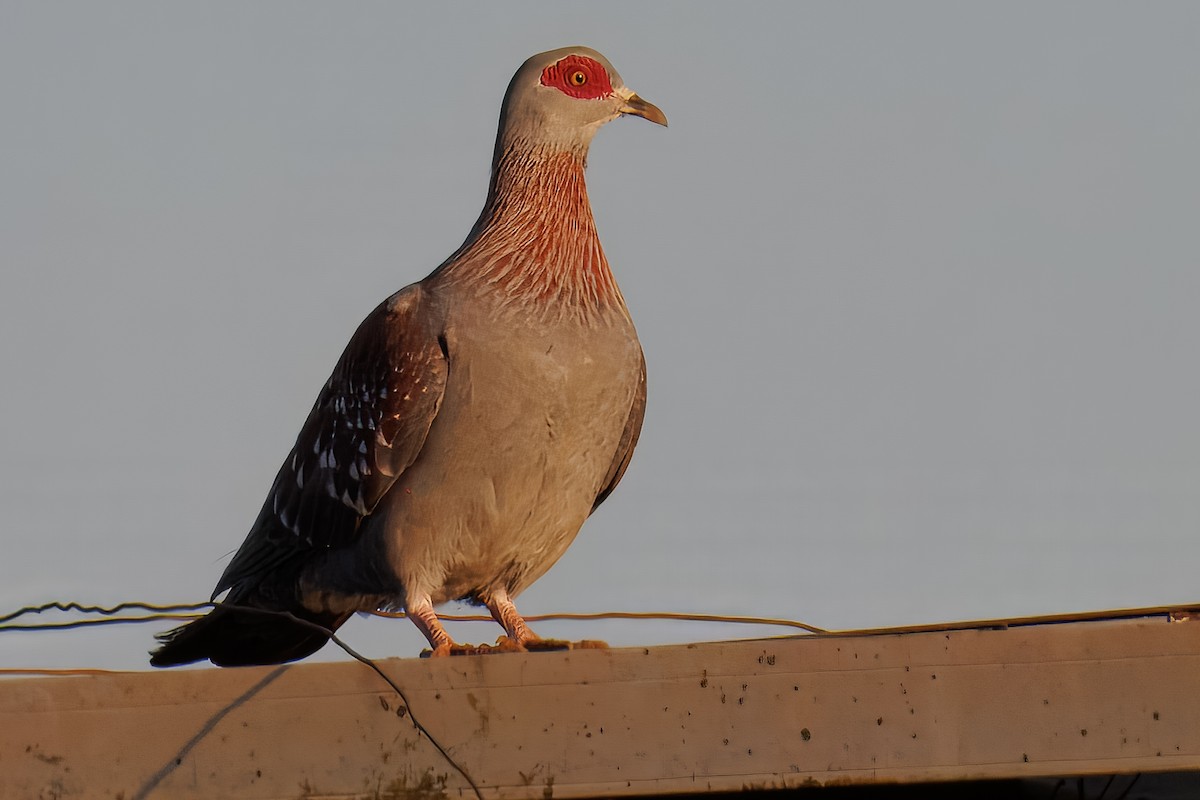 Paloma de Guinea - ML645167851