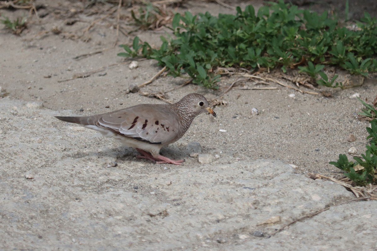 スズメバト - ML645167853