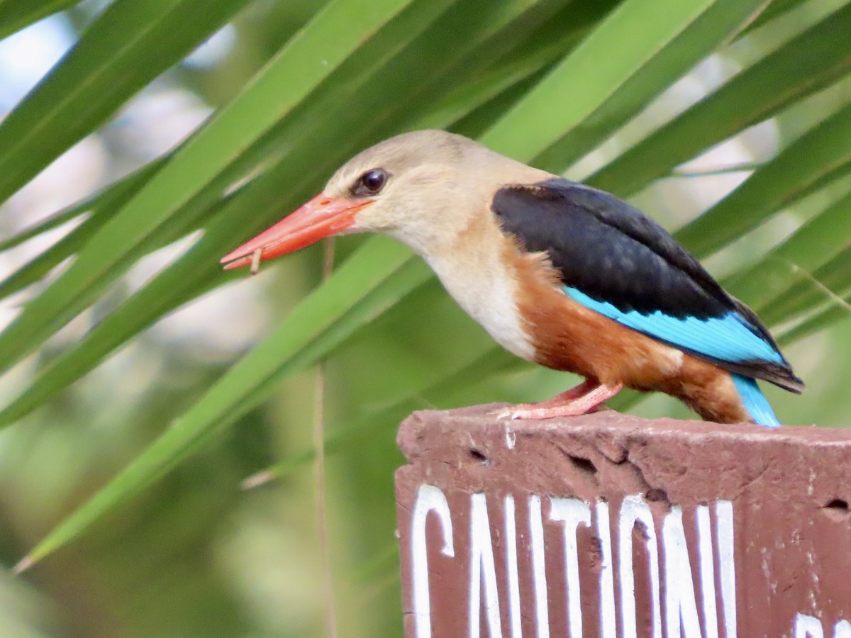 Martin-chasseur à tête grise - ML645167864