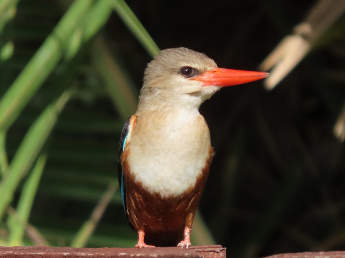 Martin-chasseur à tête grise - ML645167865