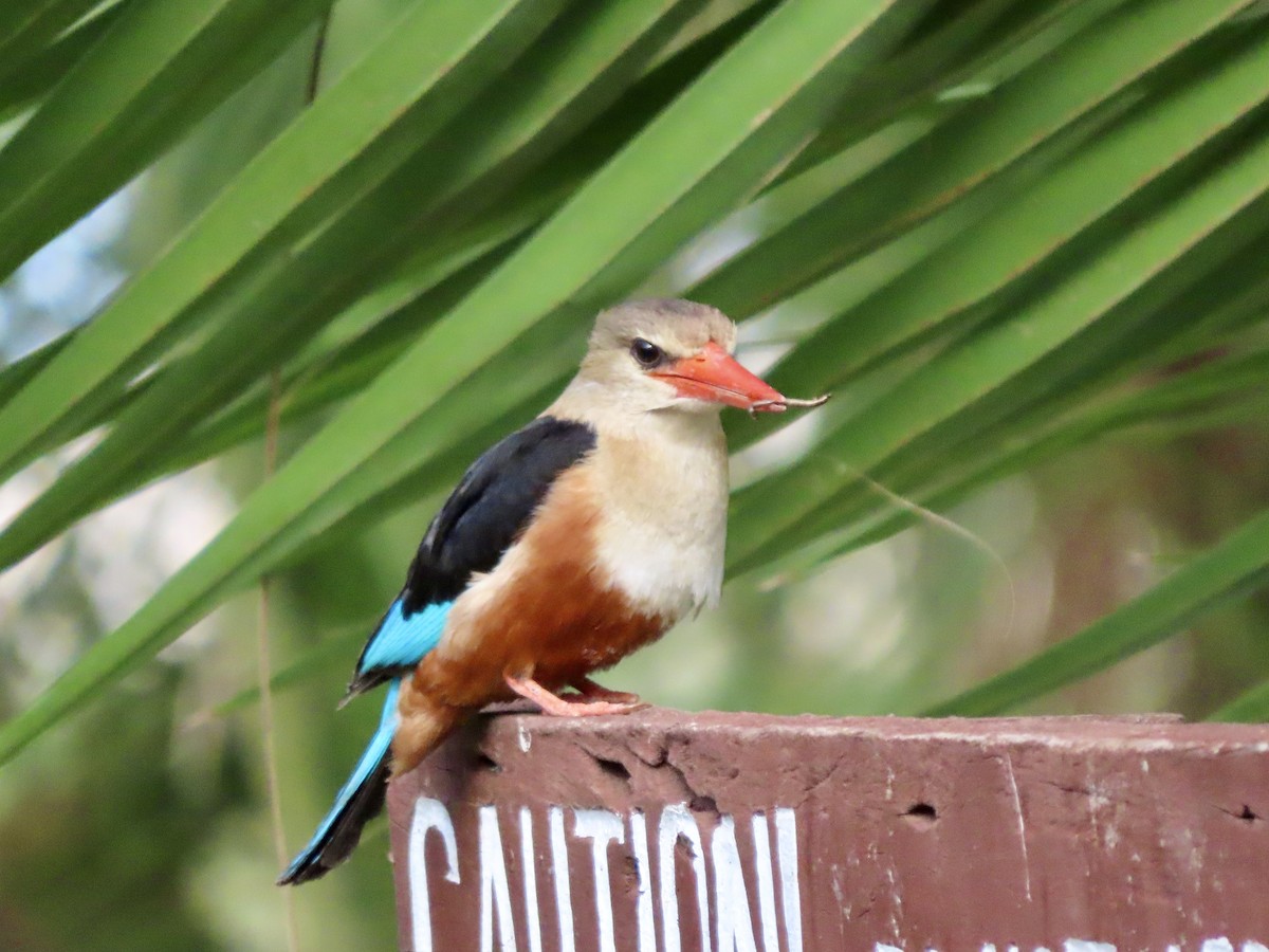 Martin-chasseur à tête grise - ML645167866