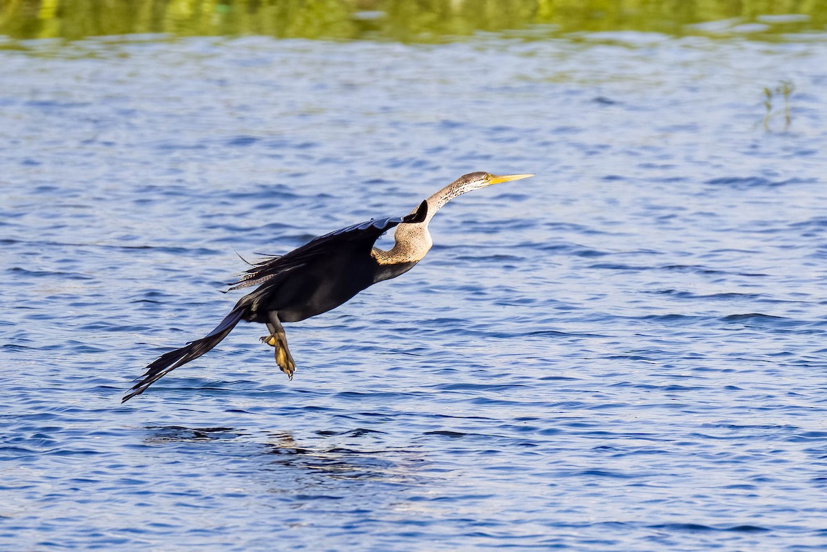 Oriental Darter - ML645167867