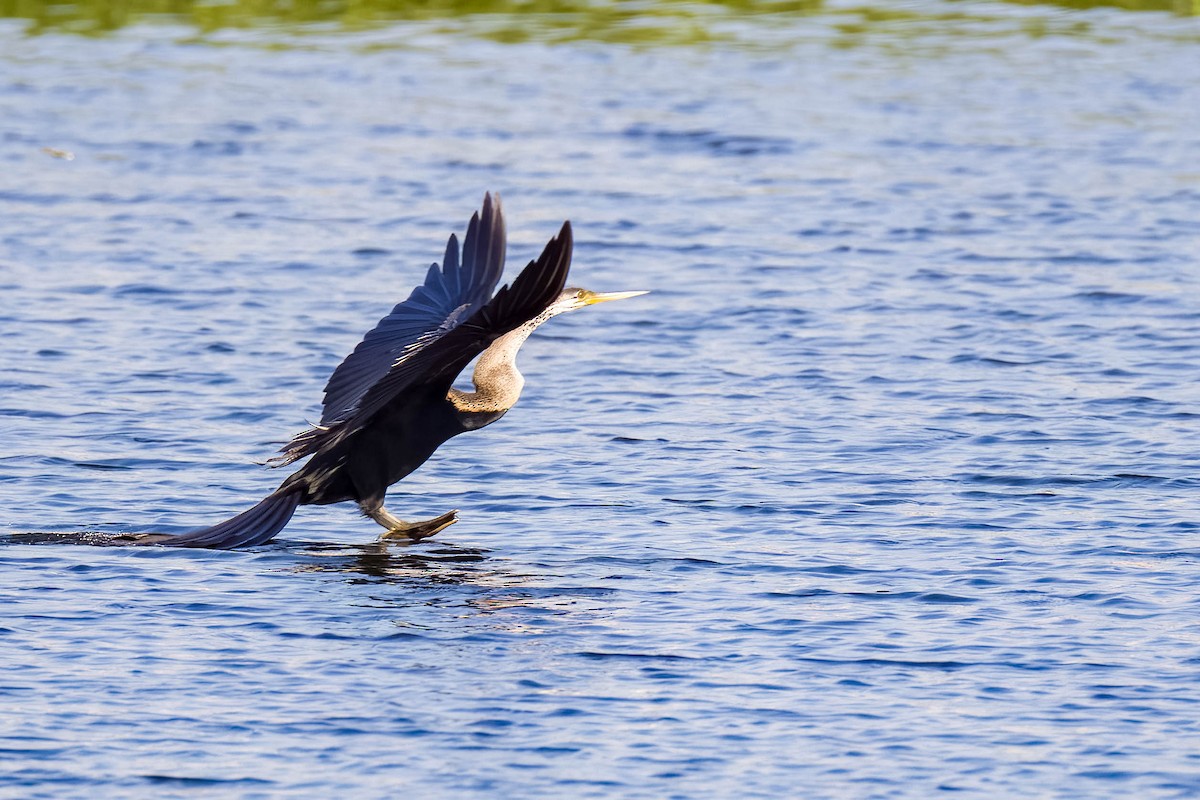 Oriental Darter - ML645167868