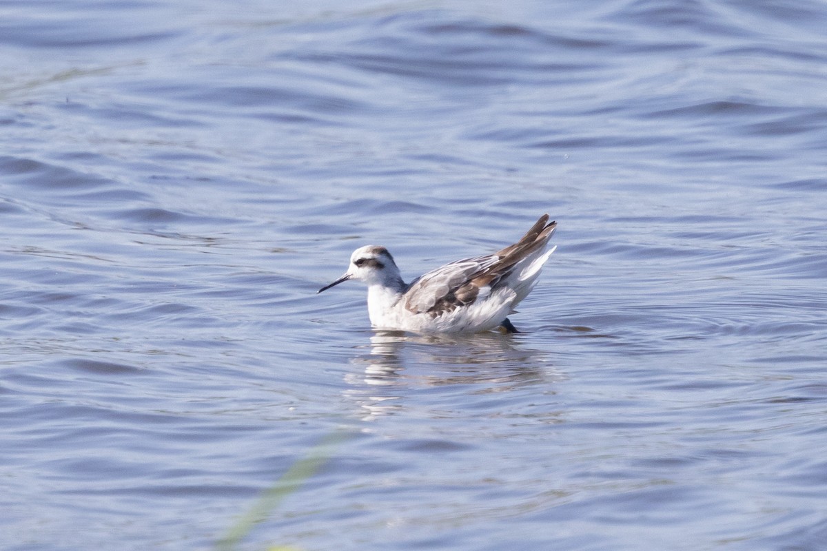 Плавунець круглодзьобий - ML645167902