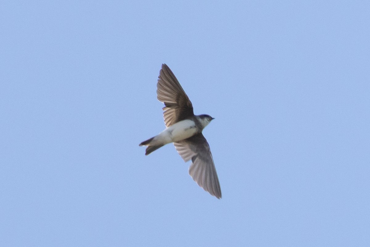 Bank Swallow - ML645167912