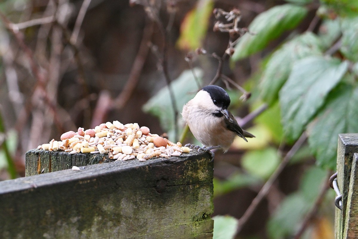 Пухляк - ML645167920