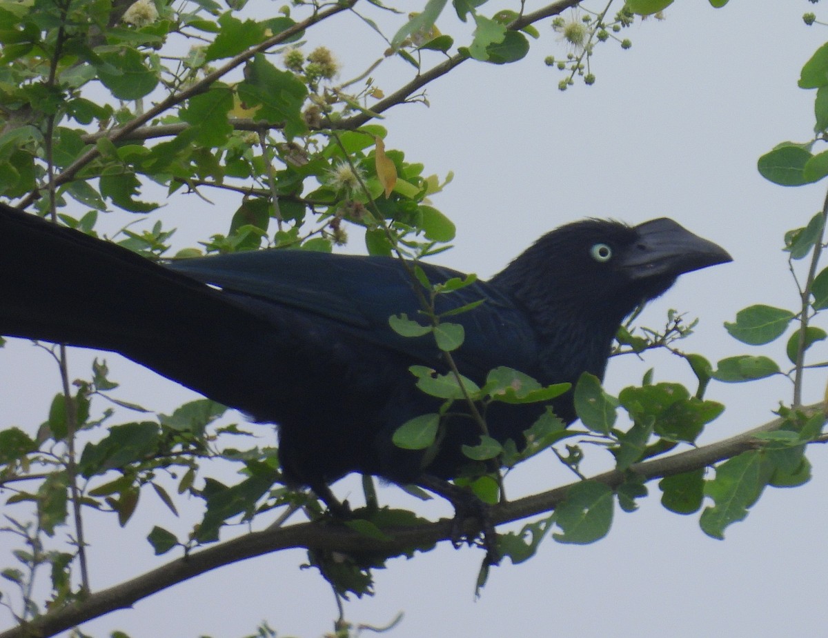 Greater Ani - ML645167923