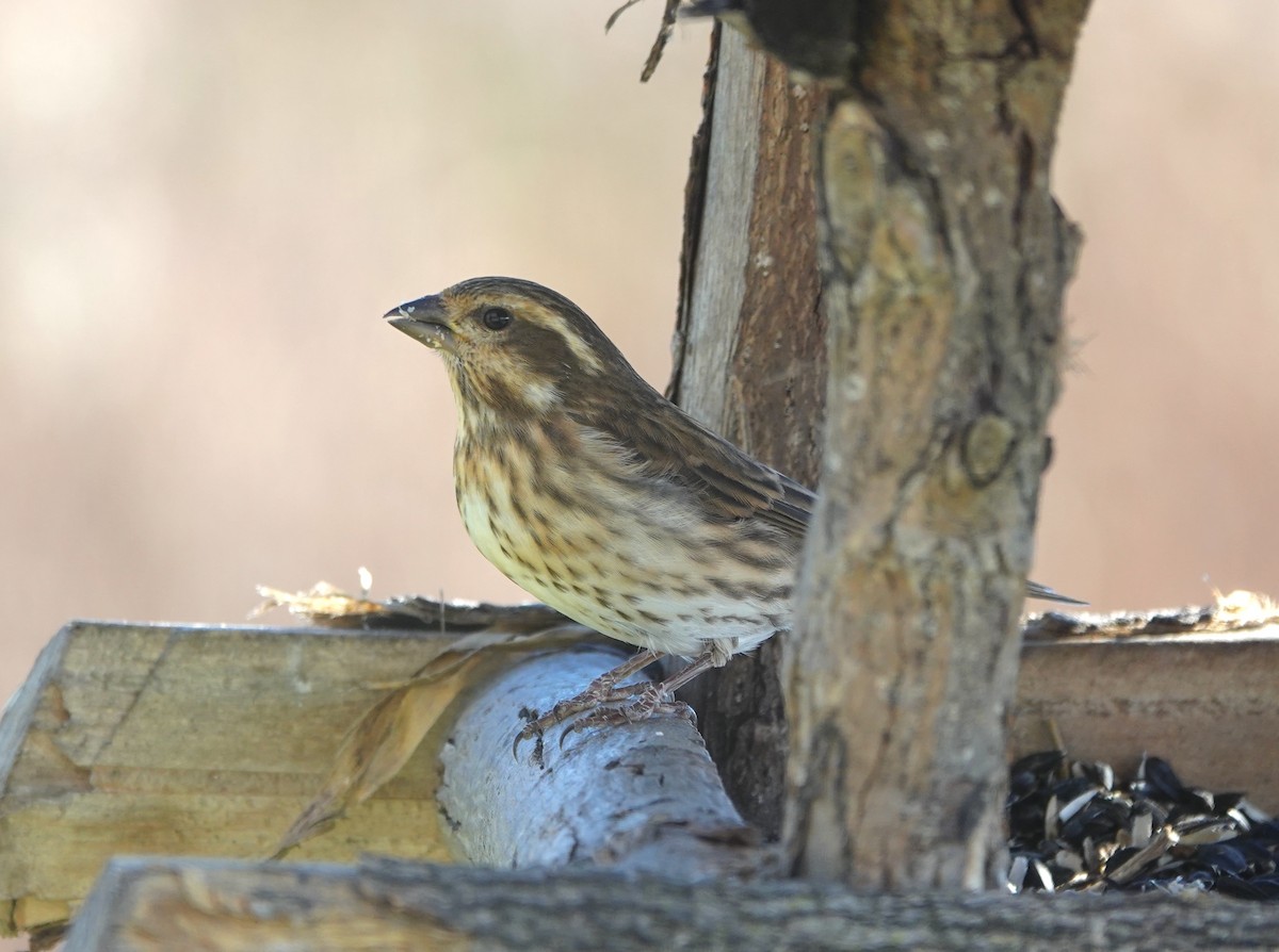 Purple Finch - ML645167924