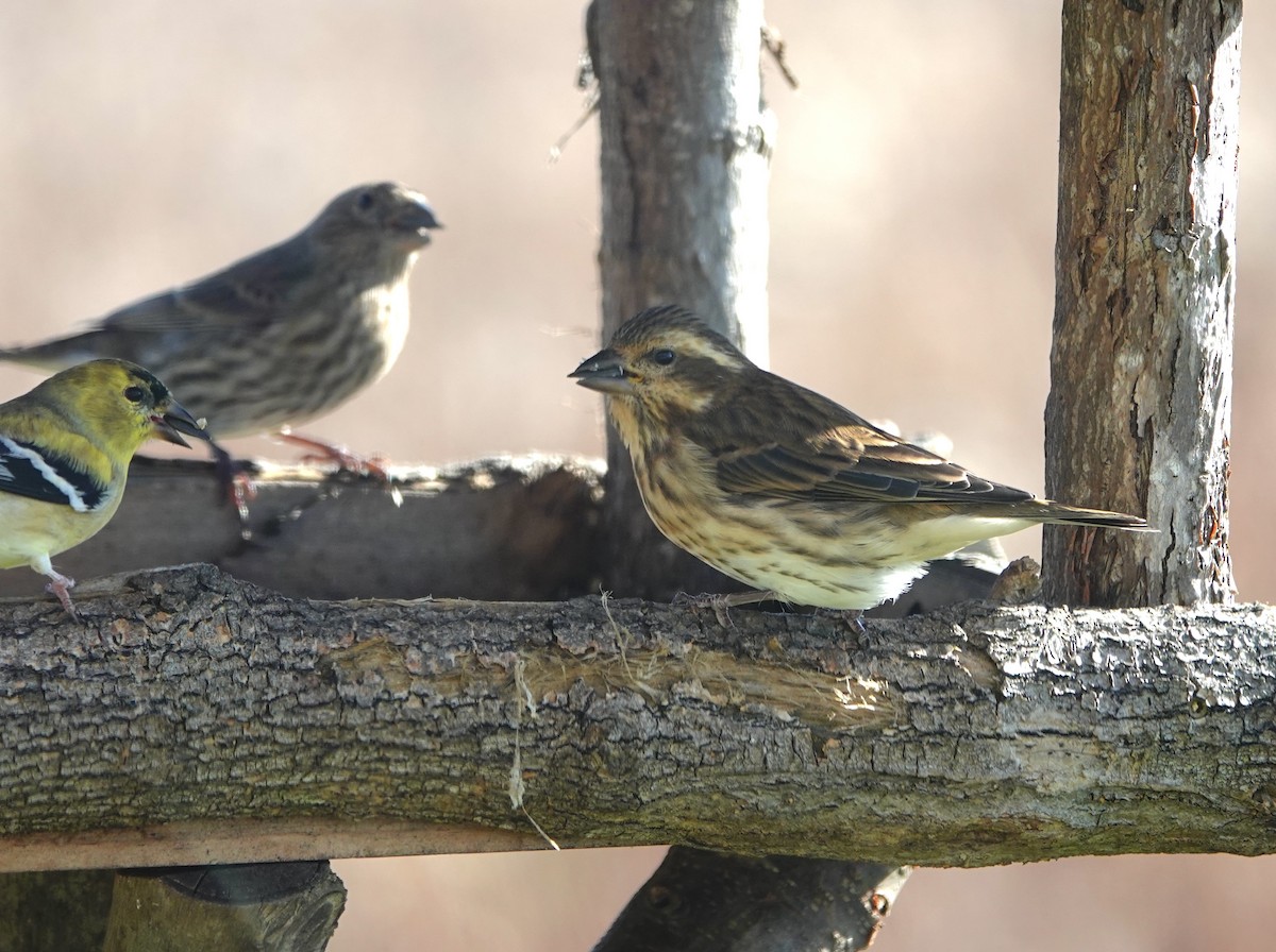 Purple Finch - ML645167925