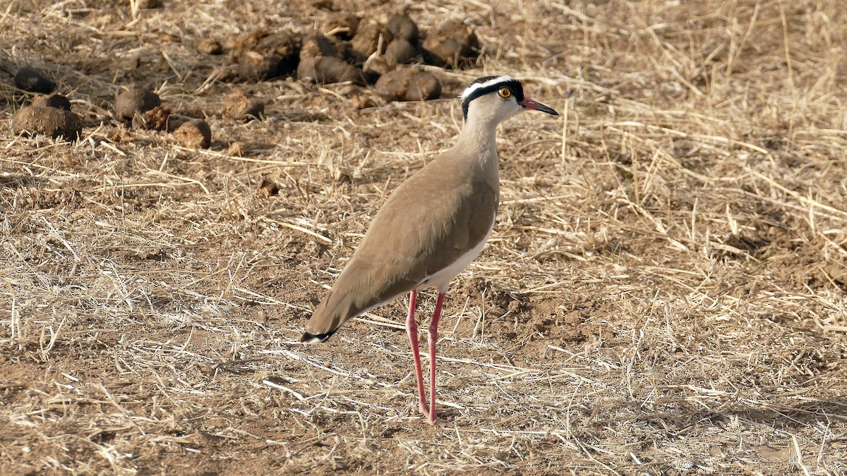 Crowned Lapwing - ML645167927