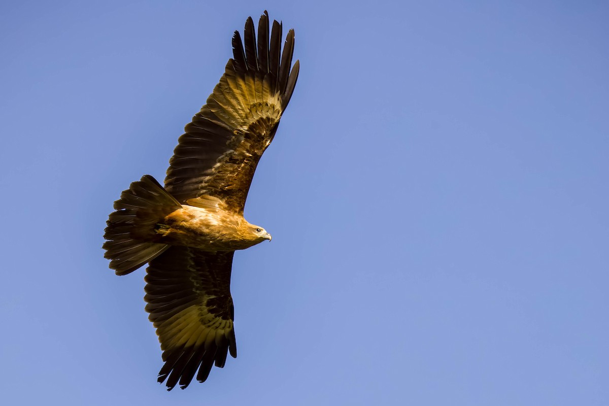 Brahminy Kite - ML645167931