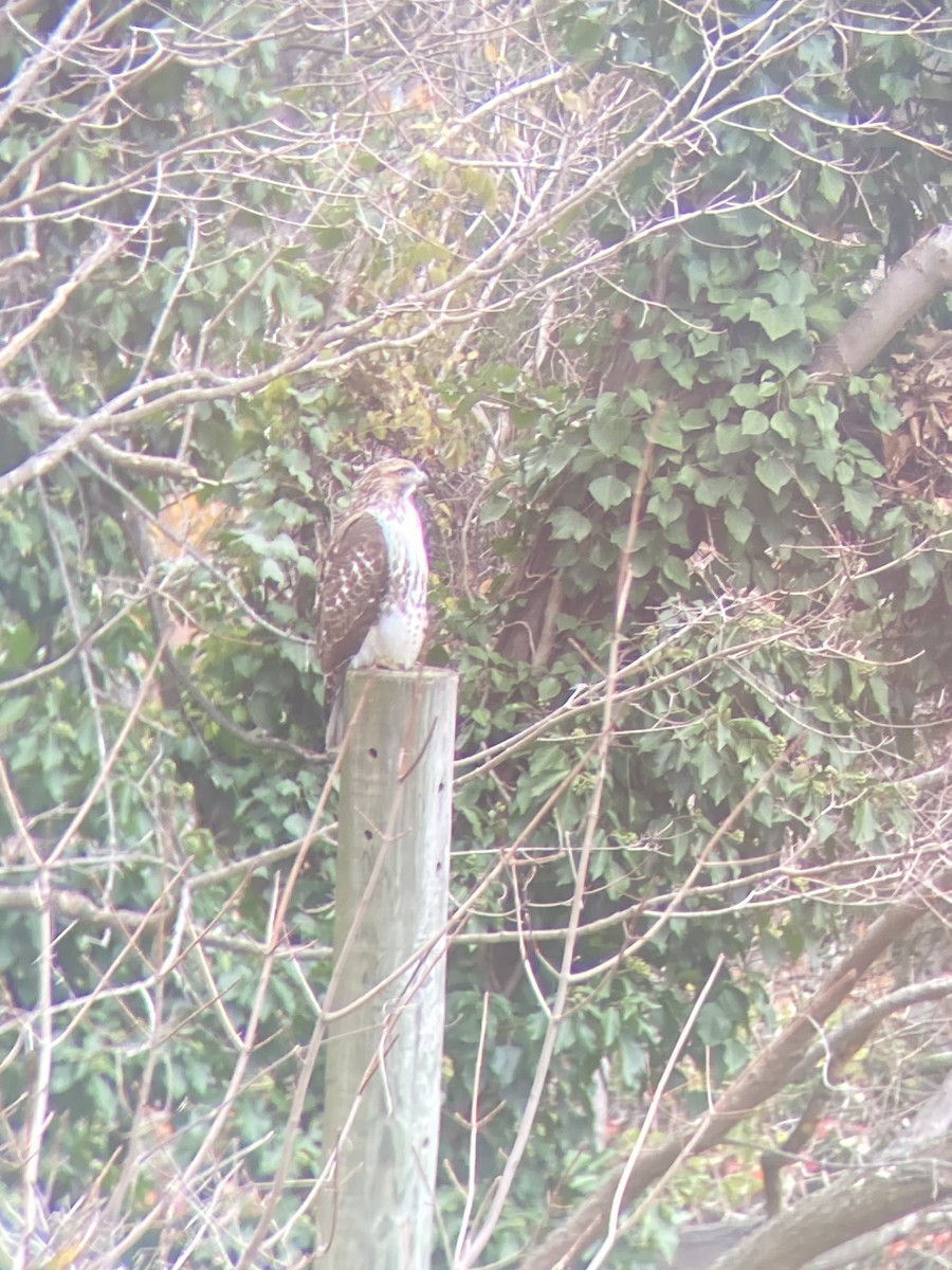 Red-tailed Hawk - ML645167932