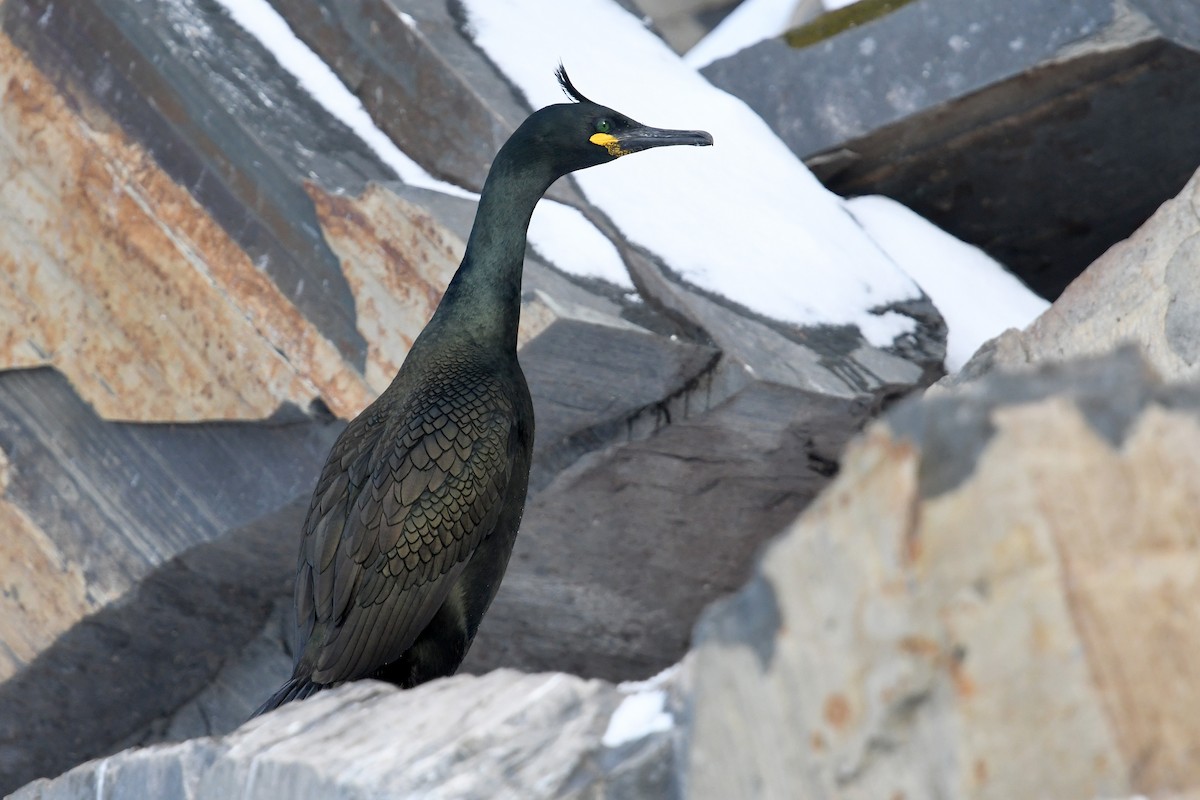 European Shag - ML645167933