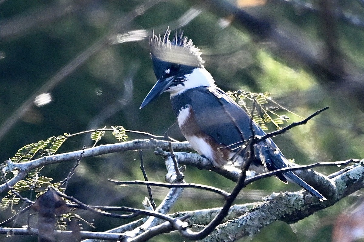 Belted Kingfisher - ML645167934