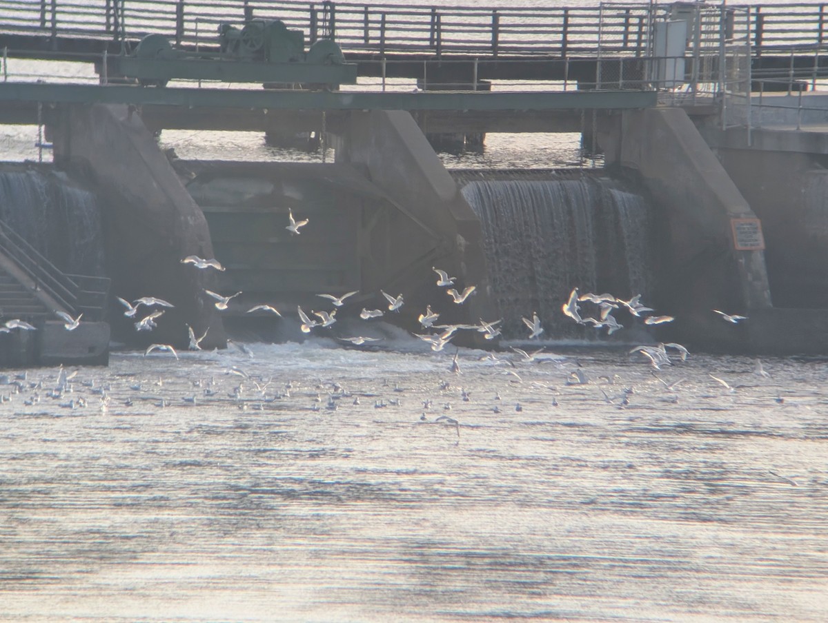Ring-billed Gull - ML645167935