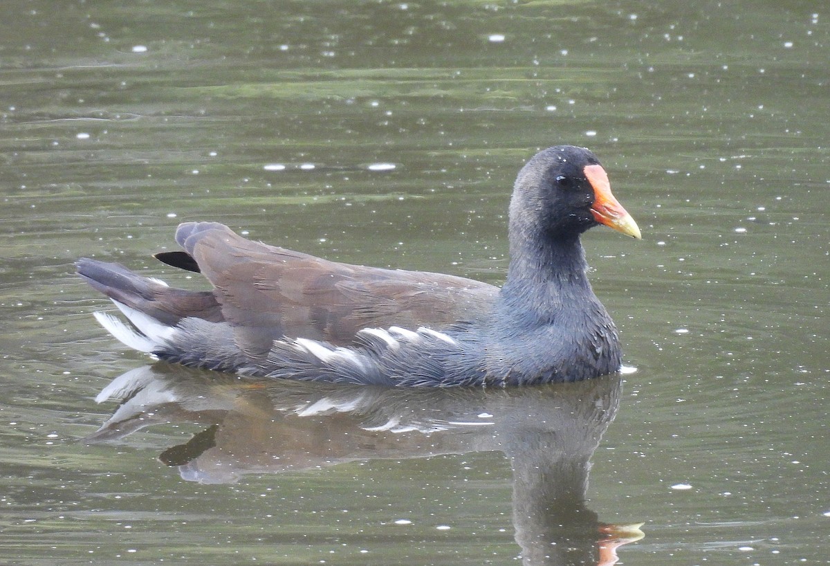Common Gallinule - ML645167936