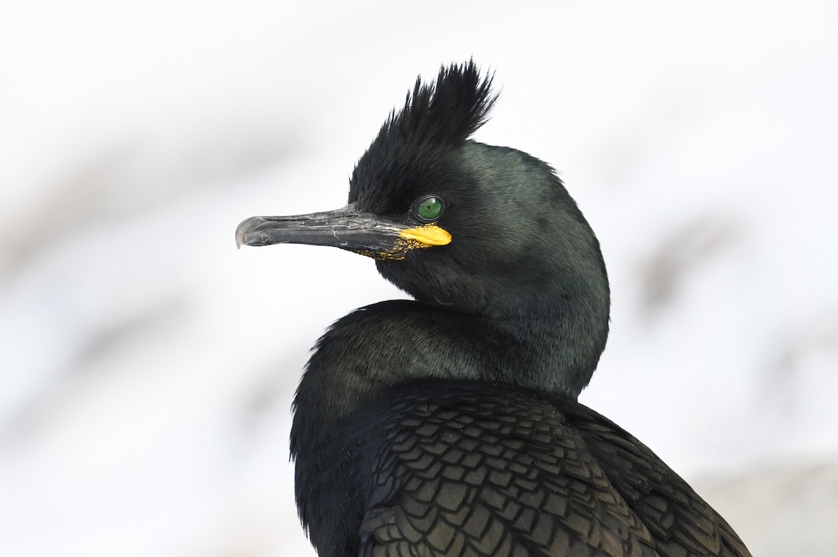 European Shag - ML645167939