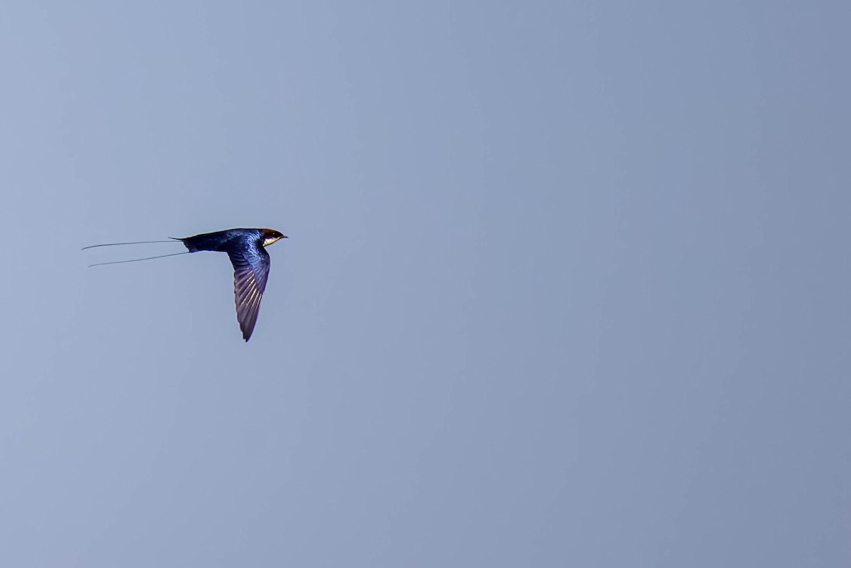 Wire-tailed Swallow - ML645167940