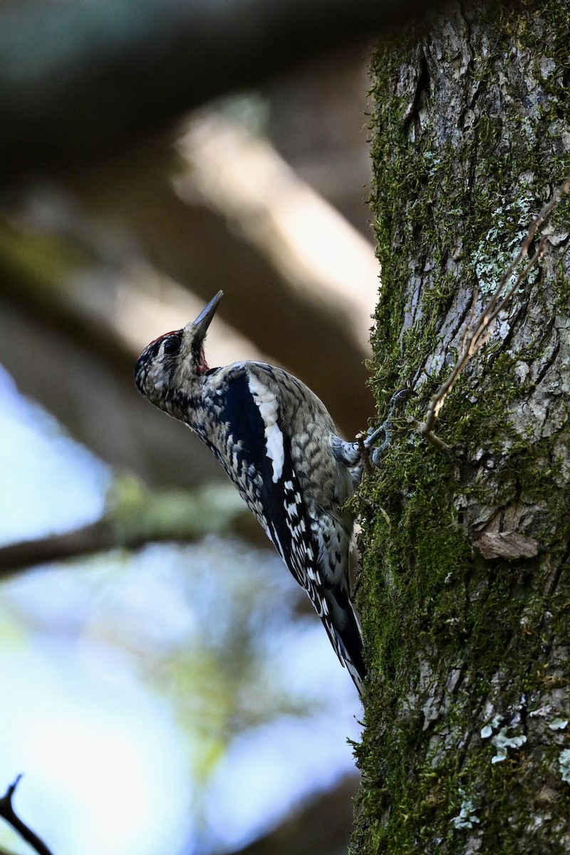 Yellow-bellied Sapsucker - ML645167941