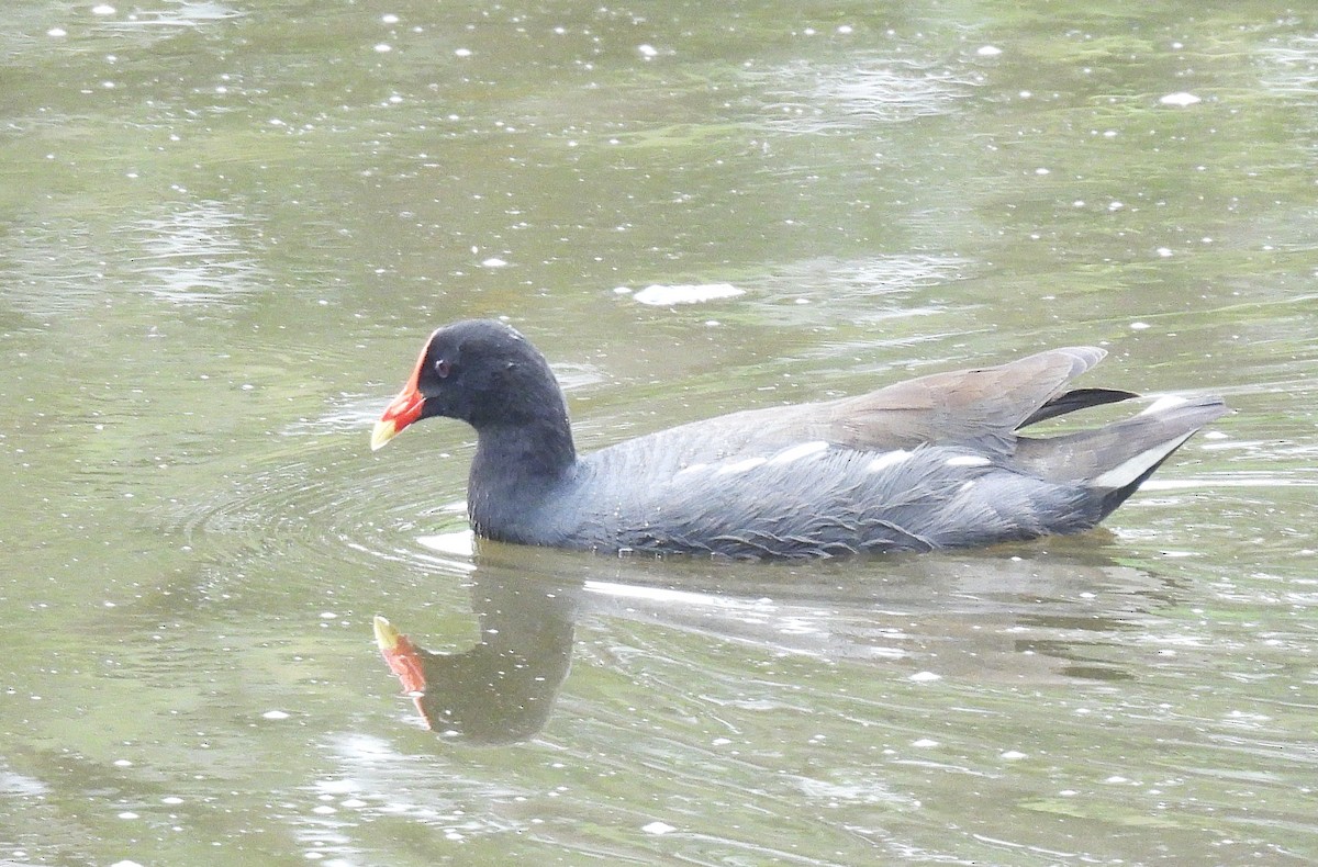 Common Gallinule - ML645167942